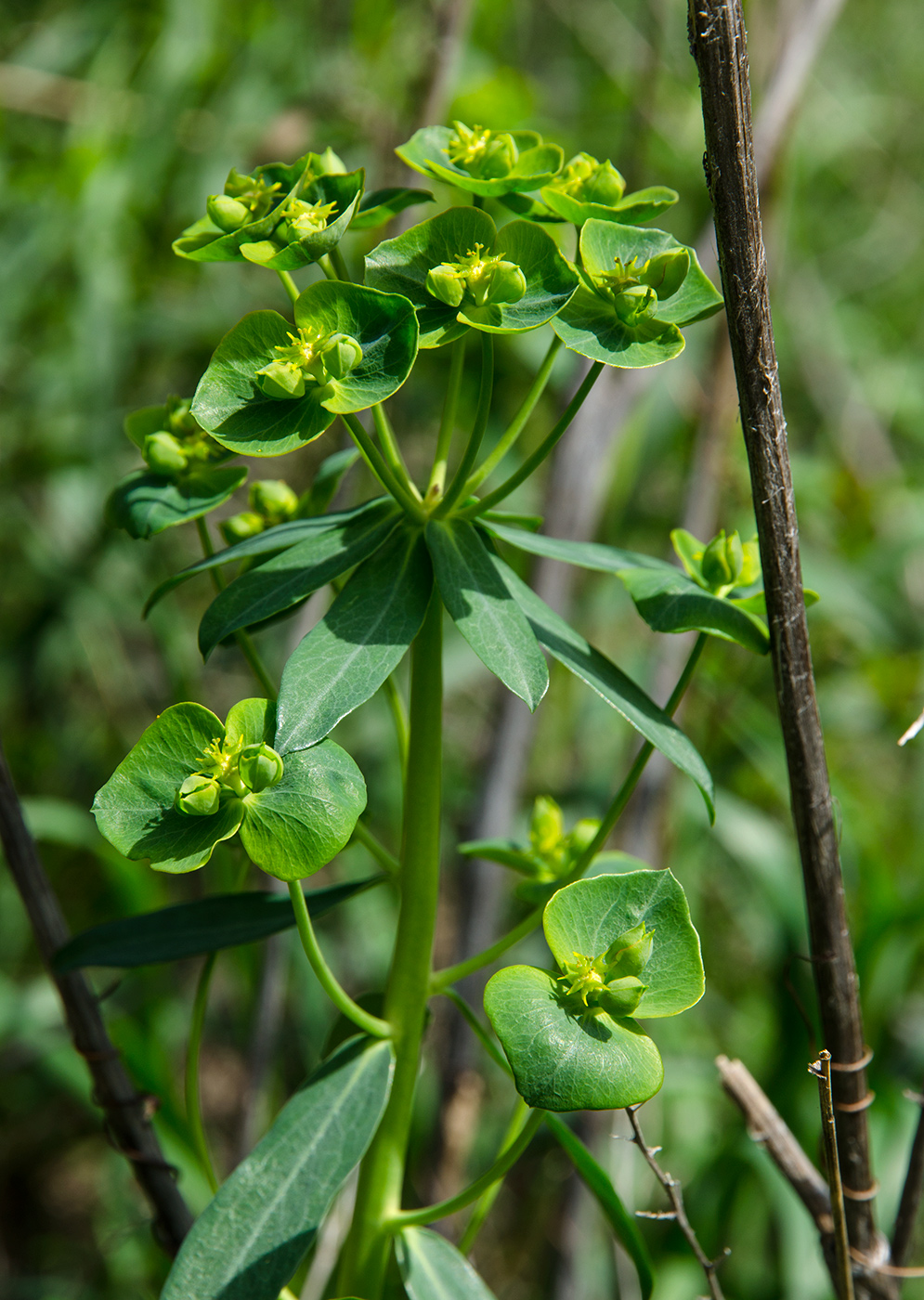 Image of genus Euphorbia specimen.