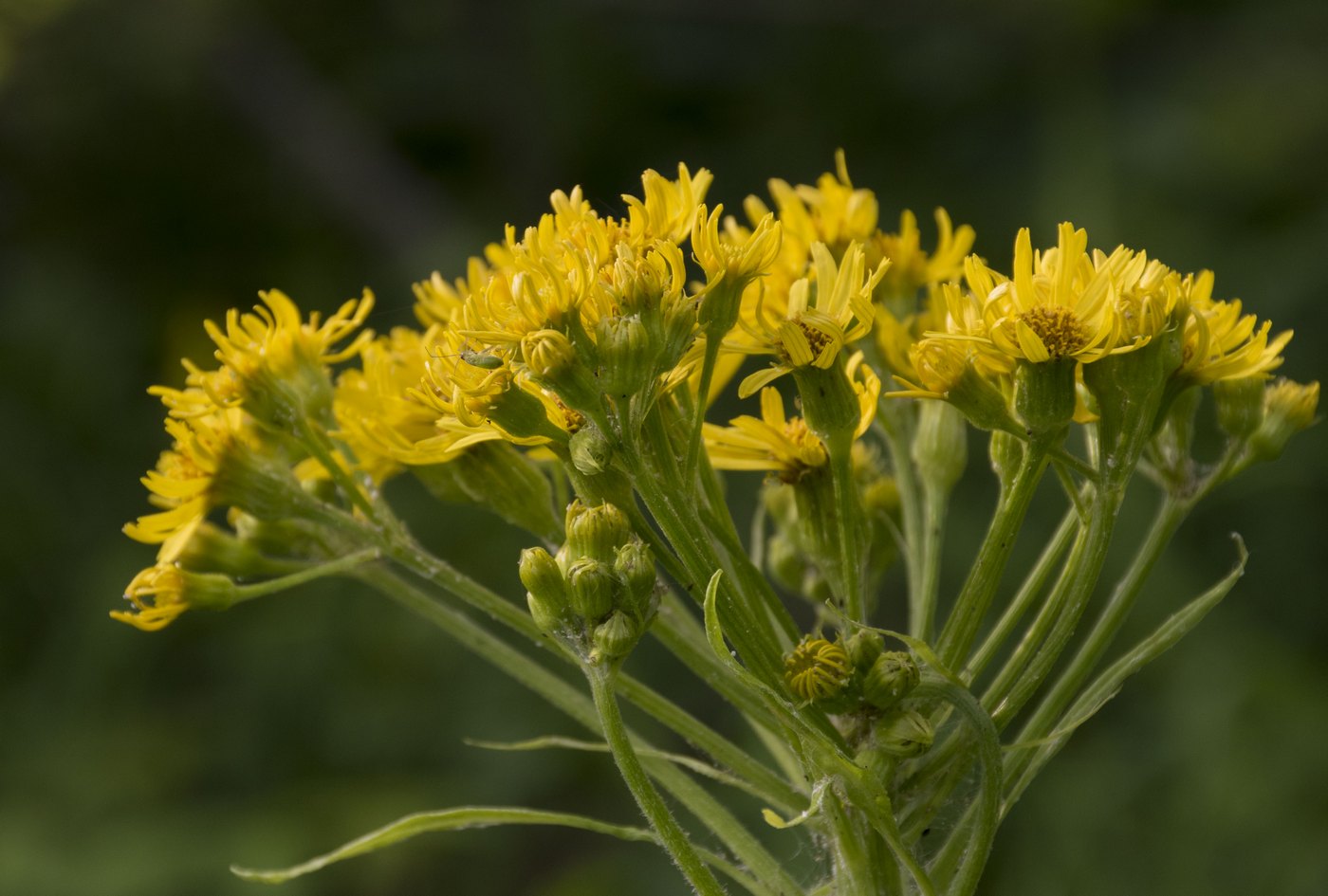 Изображение особи Tephroseris cladobotrys.