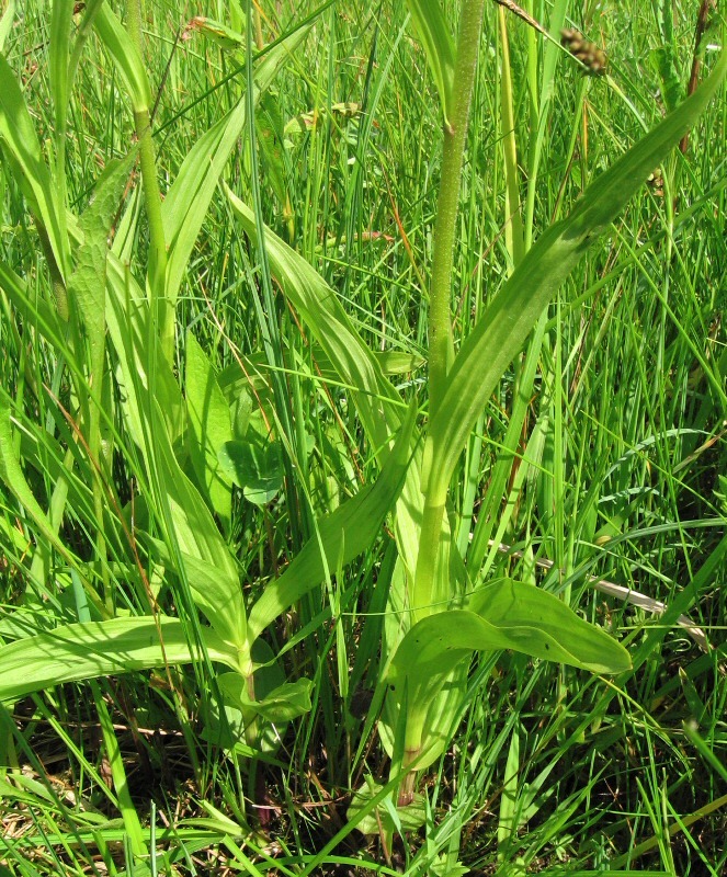 Image of Epipactis palustris specimen.