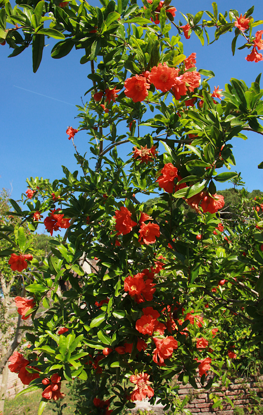 Image of Punica granatum specimen.