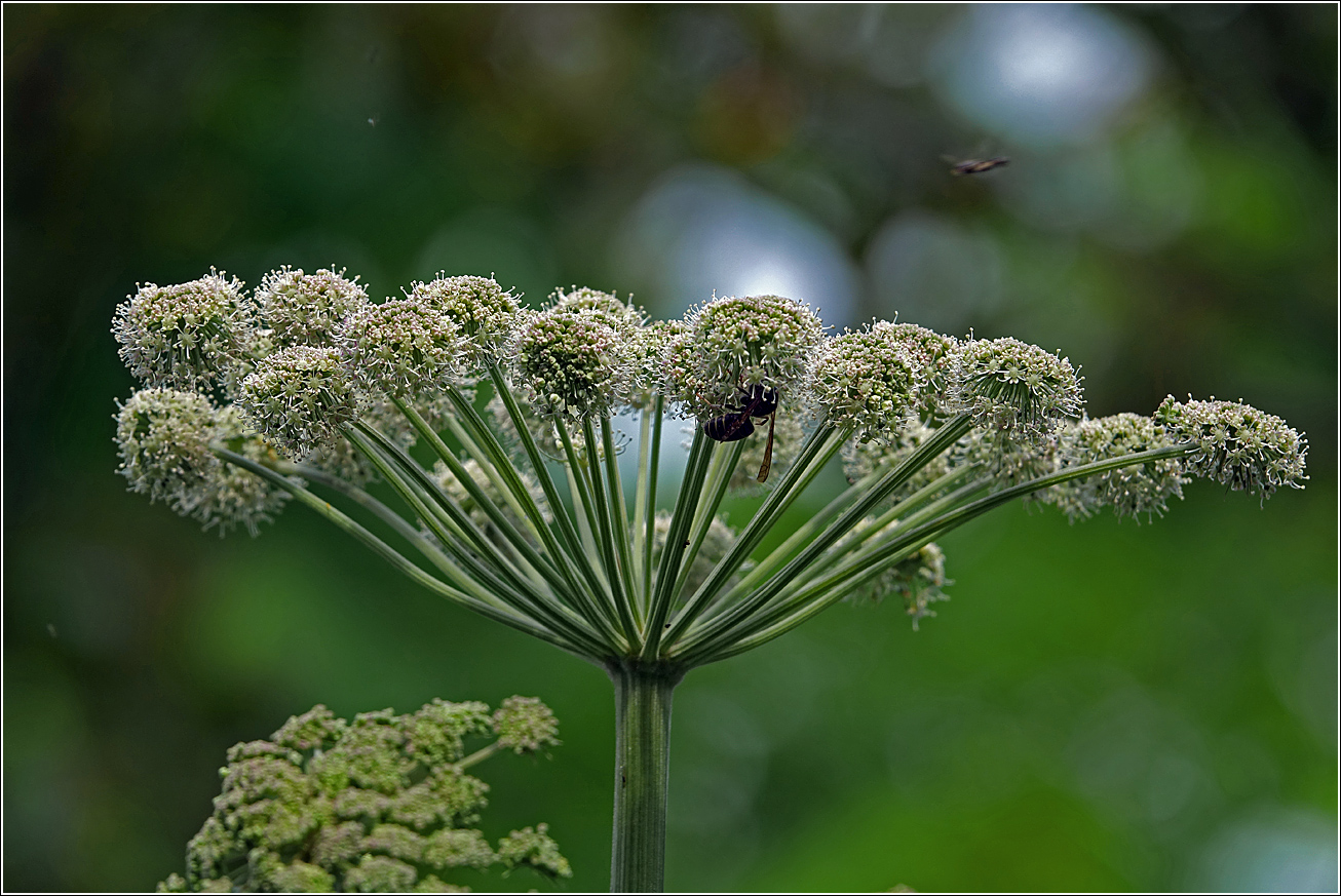 Изображение особи Angelica sylvestris.