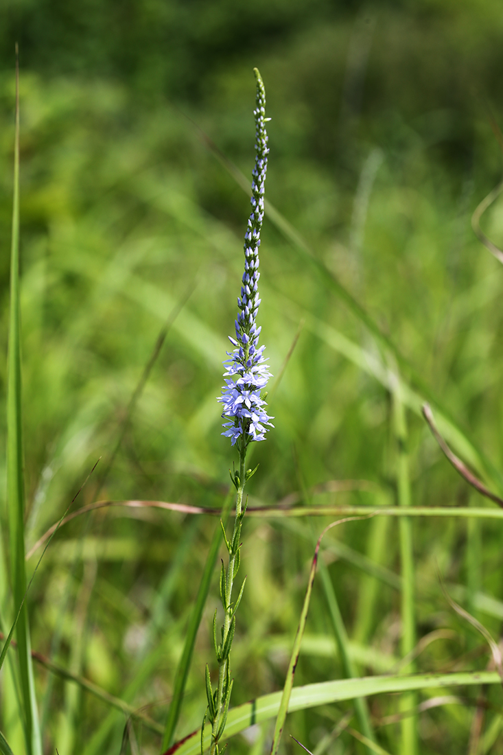 Image of Veronica linariifolia specimen.