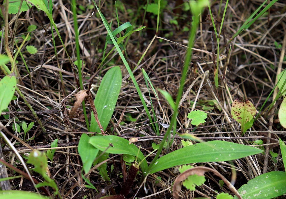 Image of Herminium monorchis specimen.