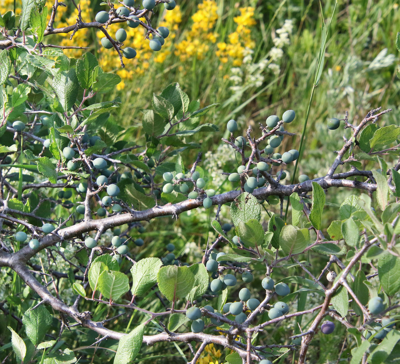 Image of Prunus spinosa specimen.