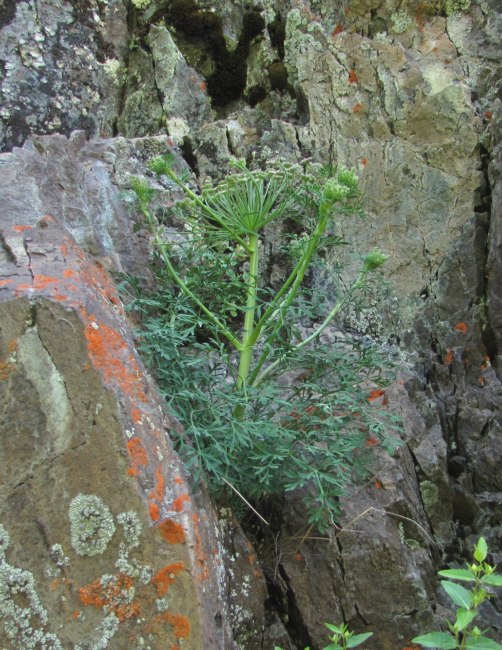 Image of Seseli petraeum specimen.