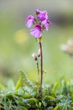 Pedicularis nordmanniana. Цветущее растение. Карачаево-Черкесия, Урупский р-н, верховья притока р. Ацгара, влажный субальпийский луг. 09.08.2024.