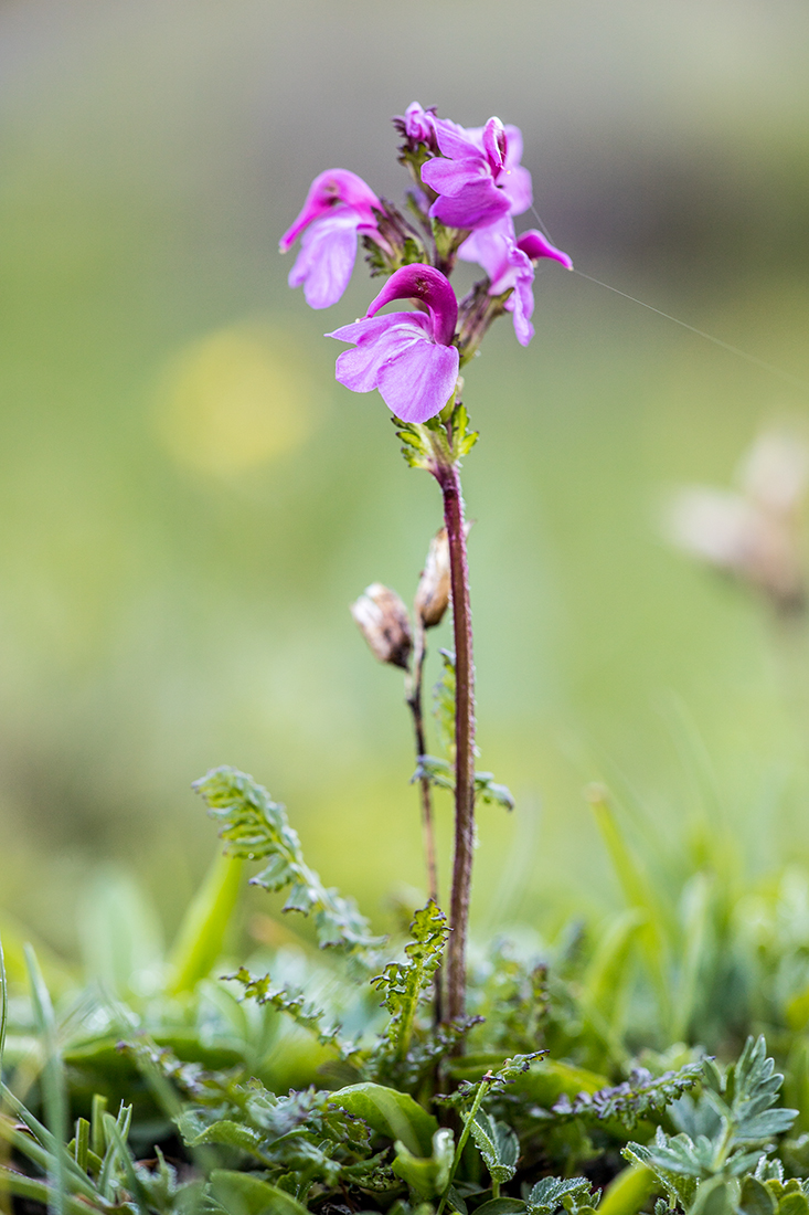 Изображение особи Pedicularis nordmanniana.