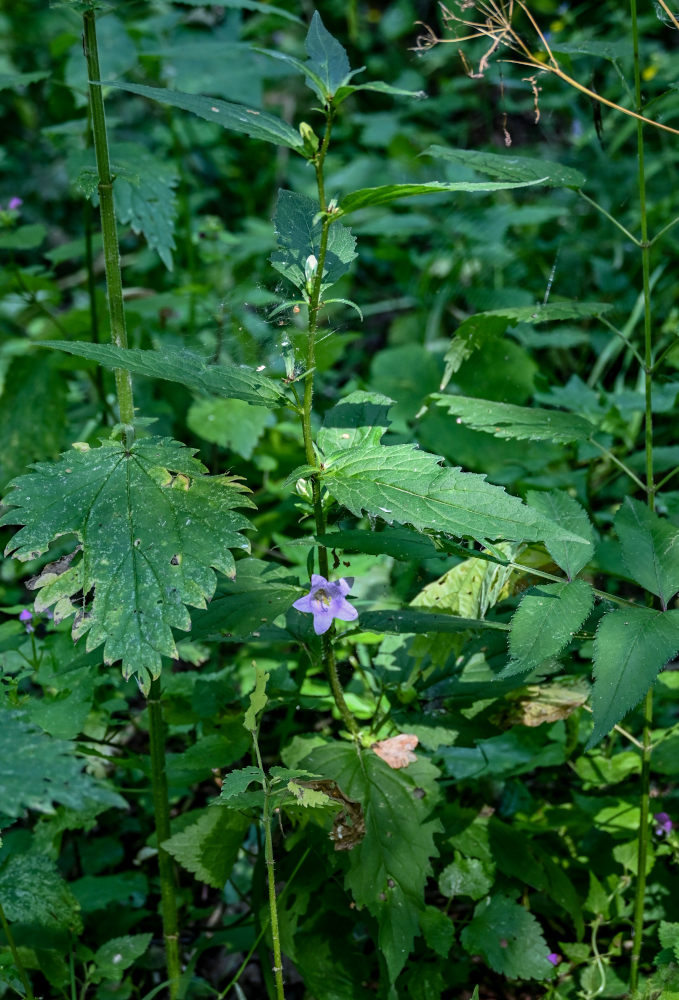 Image of Campanula trachelium specimen.