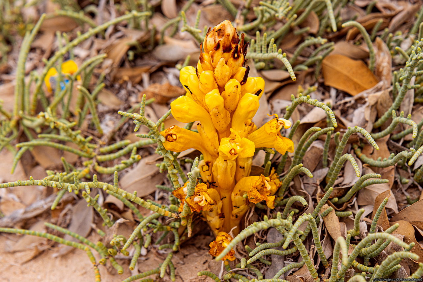 Image of familia Scrophulariaceae specimen.