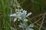 Potentilla argentea