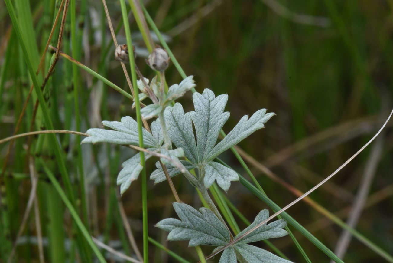 Image of genus Potentilla specimen.