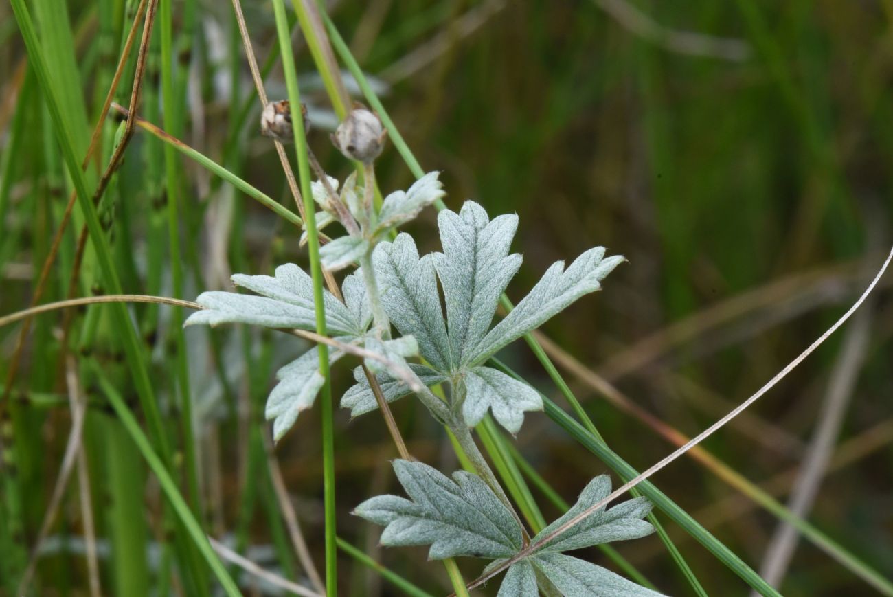 Изображение особи Potentilla argentea.