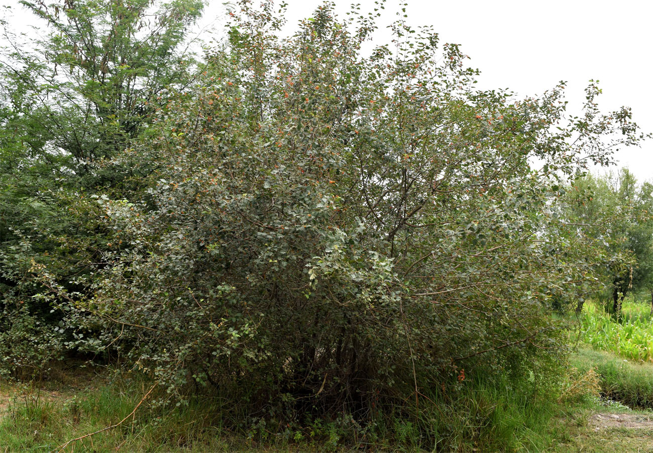 Изображение особи род Crataegus.