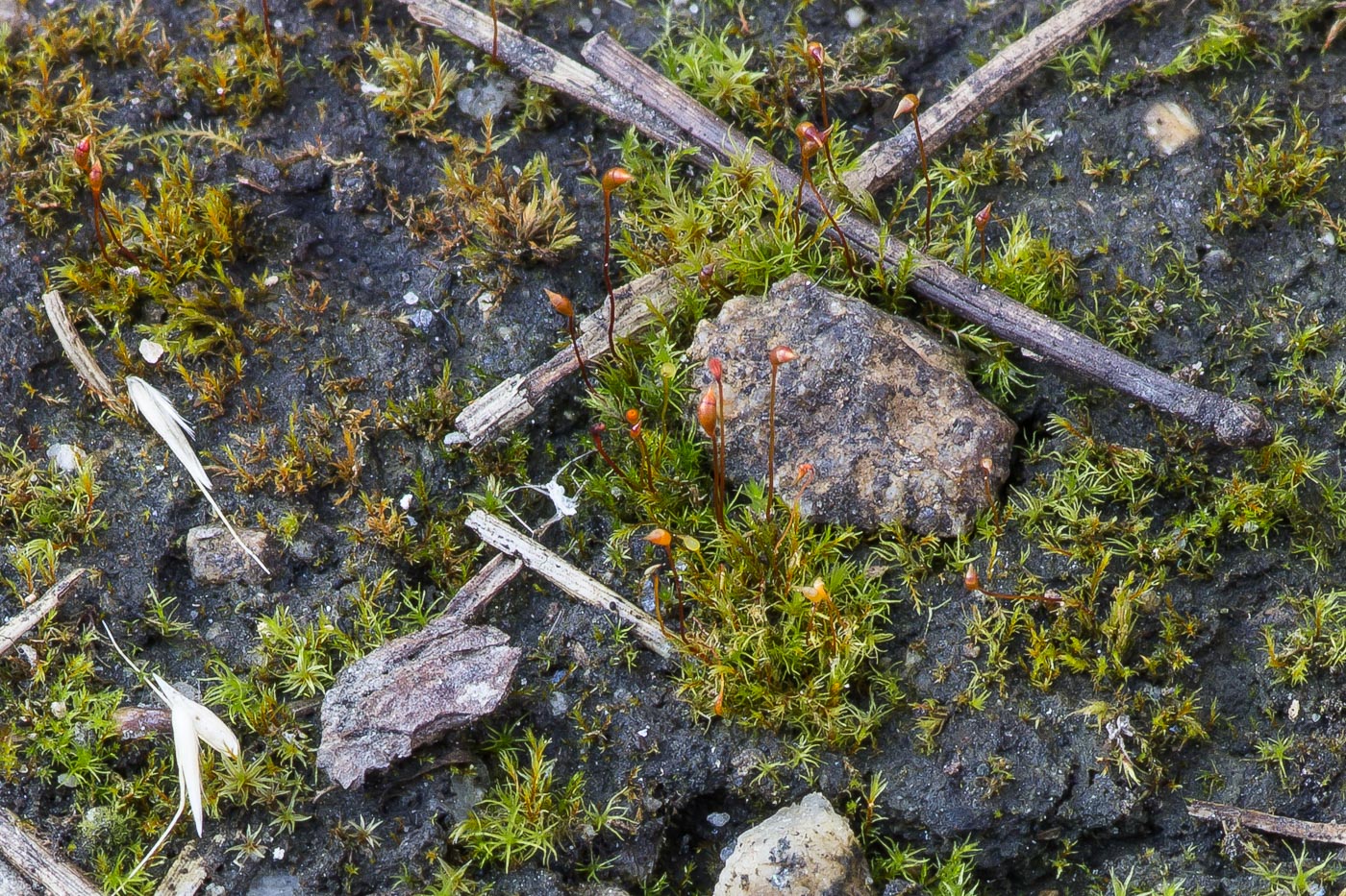 Изображение особи Dicranella rufescens.