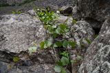 Ampelopsis aegirophylla. Вегетирующее растение. Таджикистан, Горно-Бадахшанская автономная обл., Рушанский р-н, Рушанский хр., дол. р. Хуфдара, окр. кишл. Хуф, выс. ≈ 2200 м н.у.м., крупноглыбовые скальные обломки у берега реки. 5 июля 2024 г.