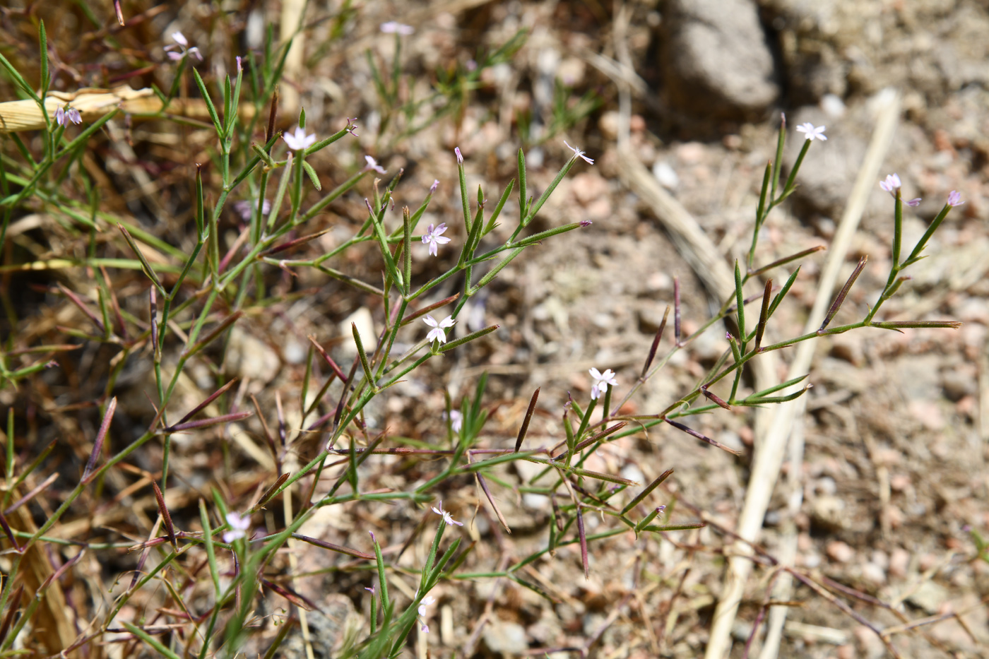 Image of Velezia rigida specimen.