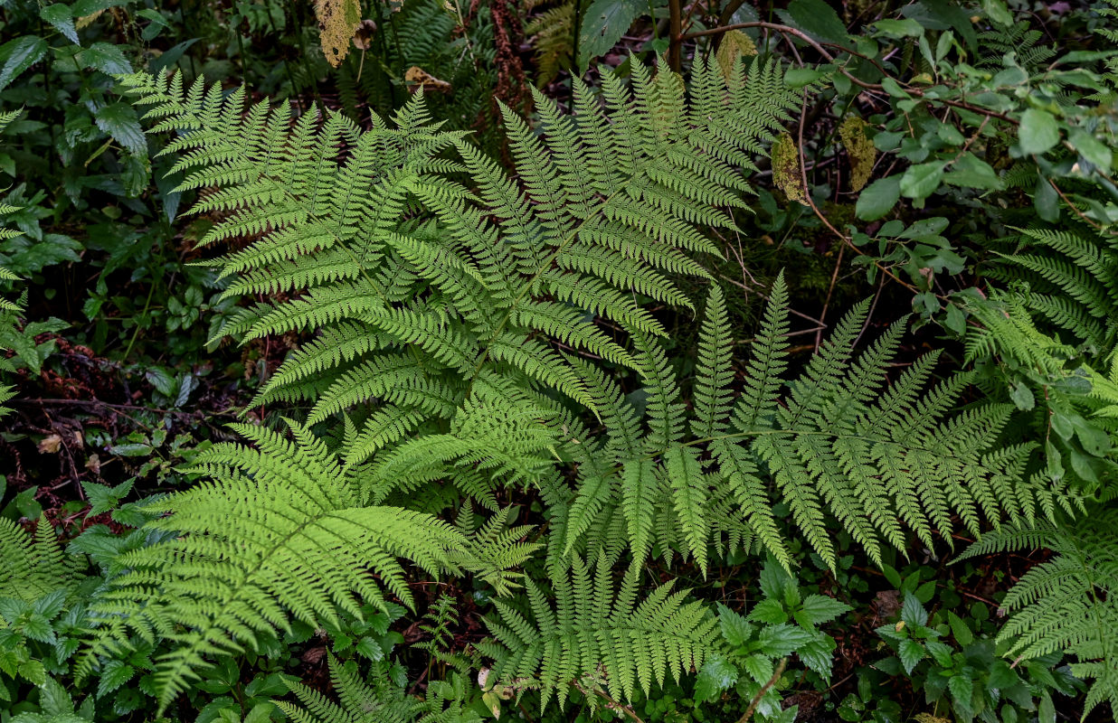 Image of Athyrium filix-femina specimen.