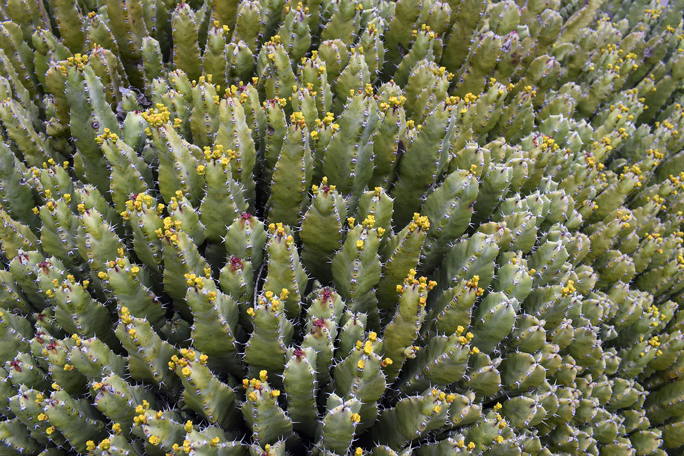 Image of Euphorbia resinifera specimen.