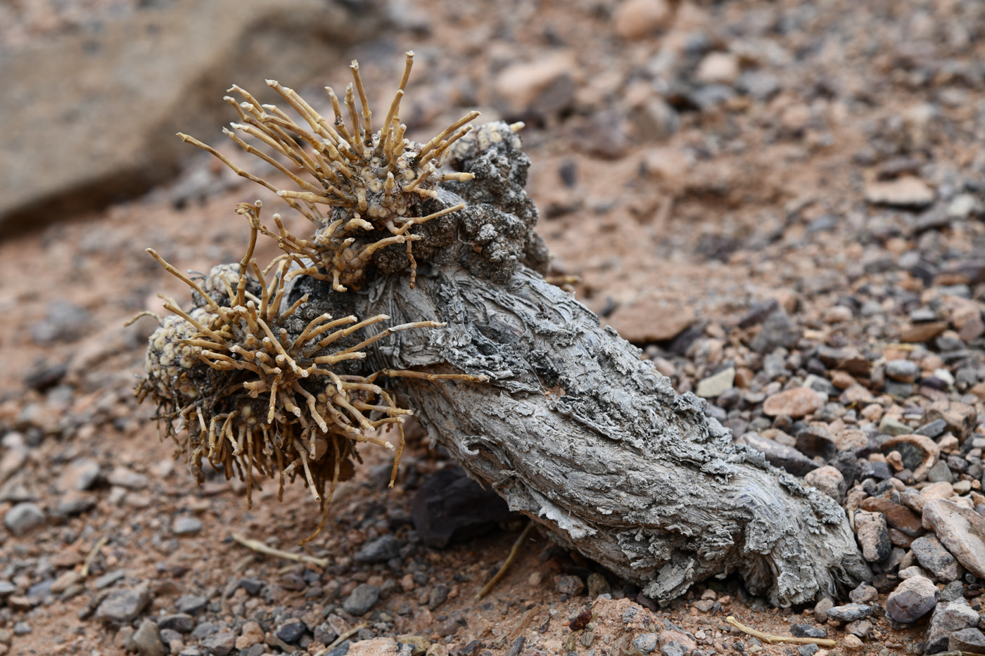 Image of Anabasis truncata specimen.