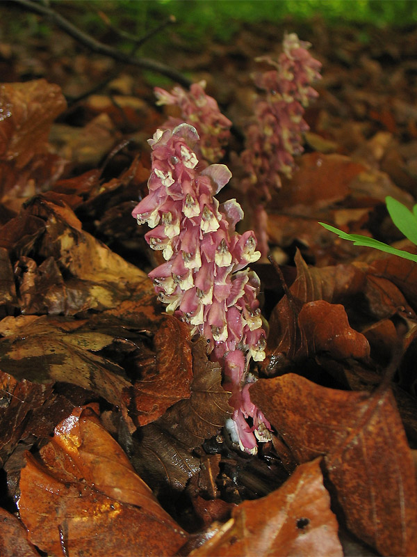 Image of Lathraea squamaria specimen.