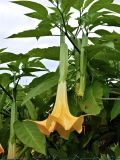 Brugmansia arborea. Цветок и листья. Испания, автономное сообщество Астурия, муниципалитет Колунга, окр. пуэбло Ластрес (Llastres). Июль.