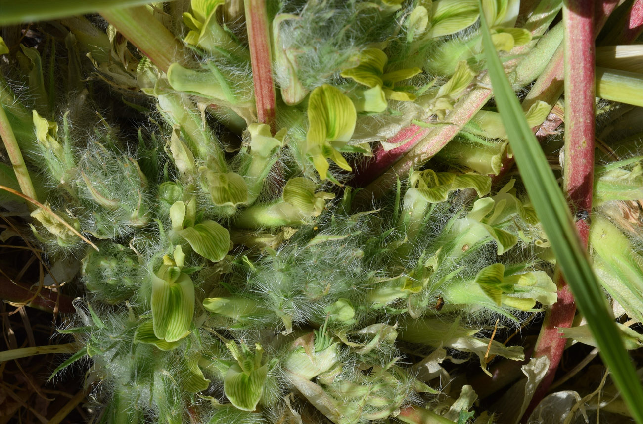 Изображение особи Astragalus tschimganicus.