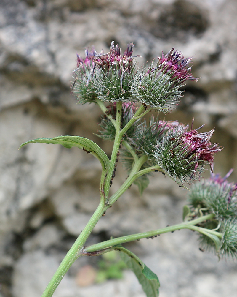 Изображение особи род Arctium.