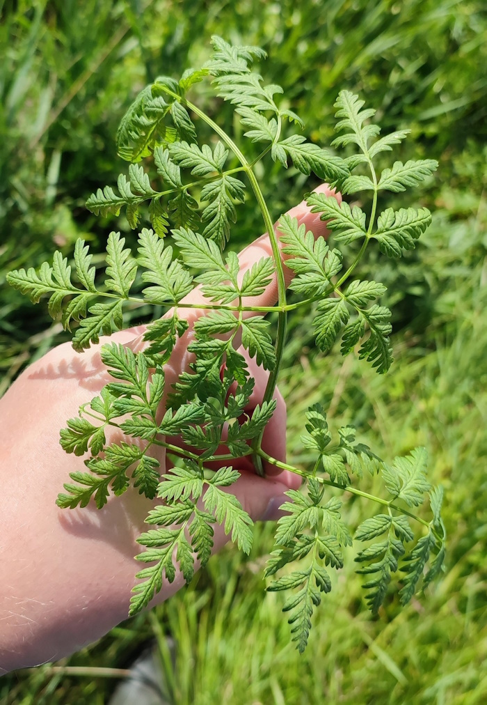 Image of Anthriscus sylvestris specimen.
