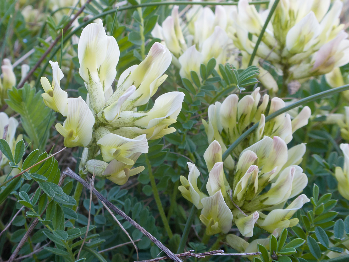 Изображение особи Astragalus resupinatus.
