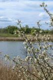 View full-size image Malus domestica