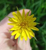 Смотреть изображение Tragopogon pratensis