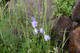 View full-size image Campanula stevenii