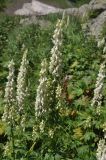 View full-size image Aconitum orientale