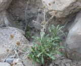 Anvillea garcinii. Плодоносящее растение. Израиль, Иудейская пустыня, каменистый склон к Мёртвому морю. 21.02.2011.