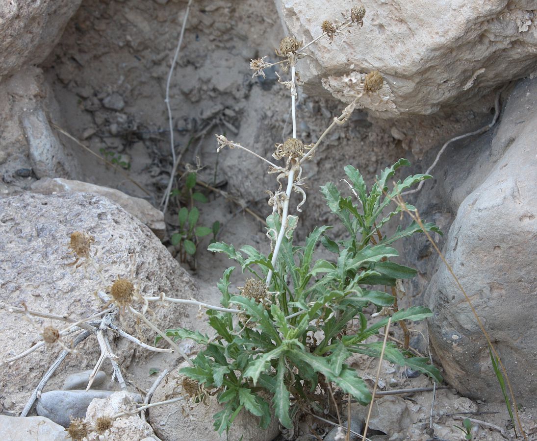 Image of Anvillea garcinii specimen.