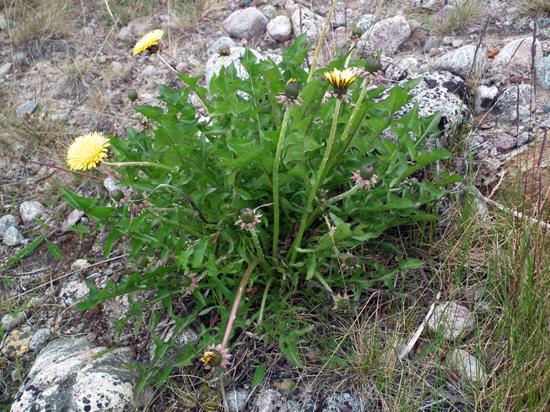 Изображение особи род Taraxacum.