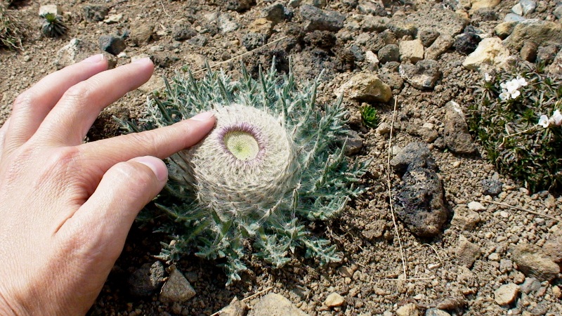 Image of Jurinella subacaulis specimen.