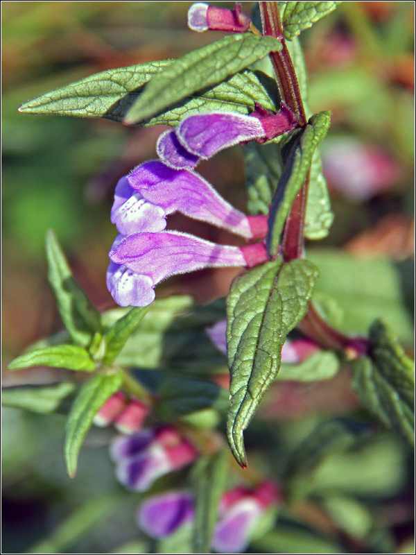 Image of Scutellaria galericulata specimen.