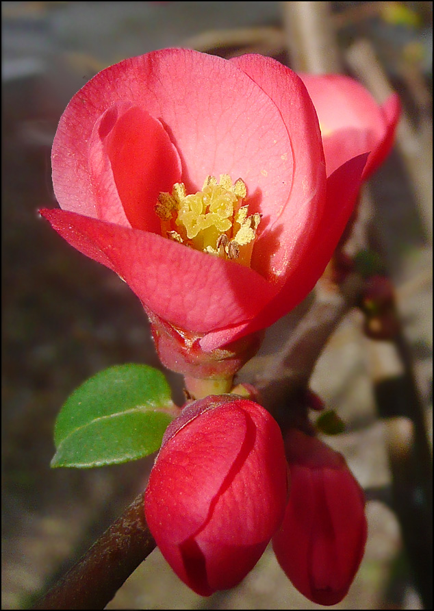 Image of Chaenomeles speciosa specimen.