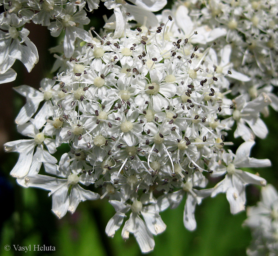 Image of Heracleum mantegazzianum specimen.