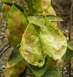 Buhsea coluteoides