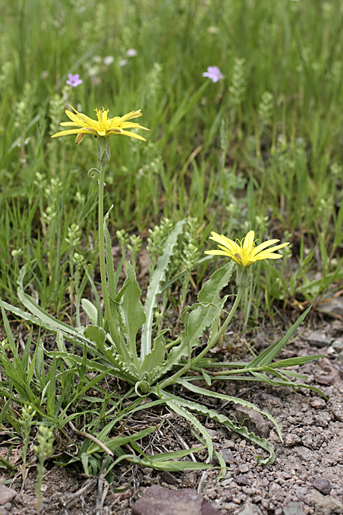 Image of Scorzonera hissarica specimen.