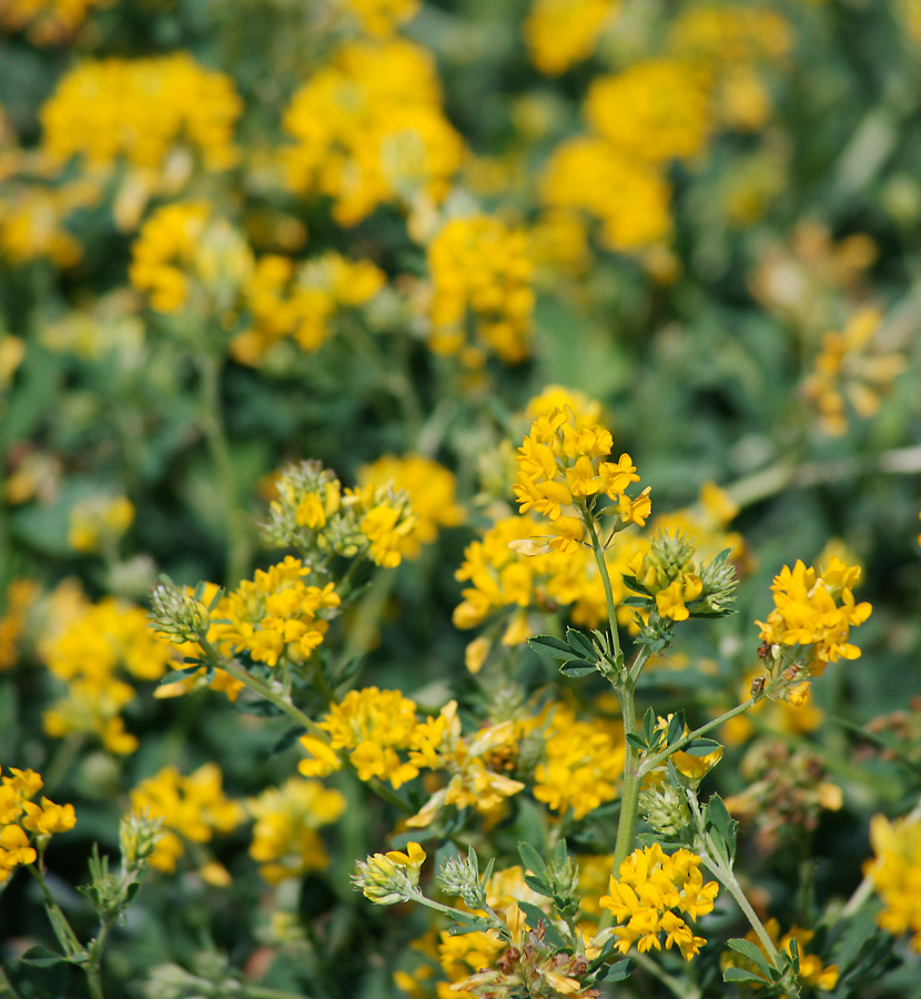 Image of Medicago falcata specimen.