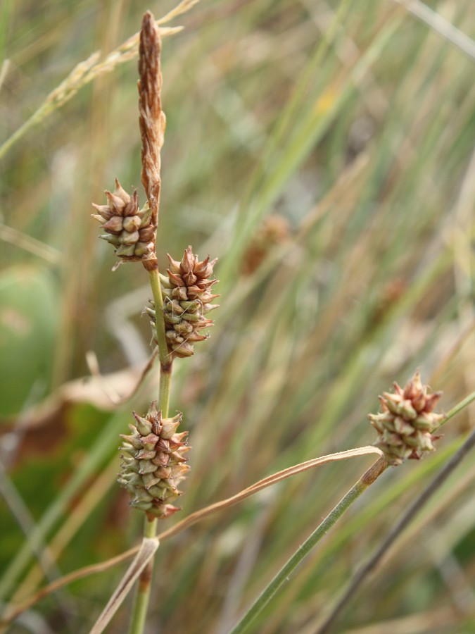 Image of Carex extensa specimen.