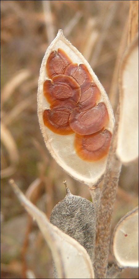 Image of Fibigia eriocarpa specimen.