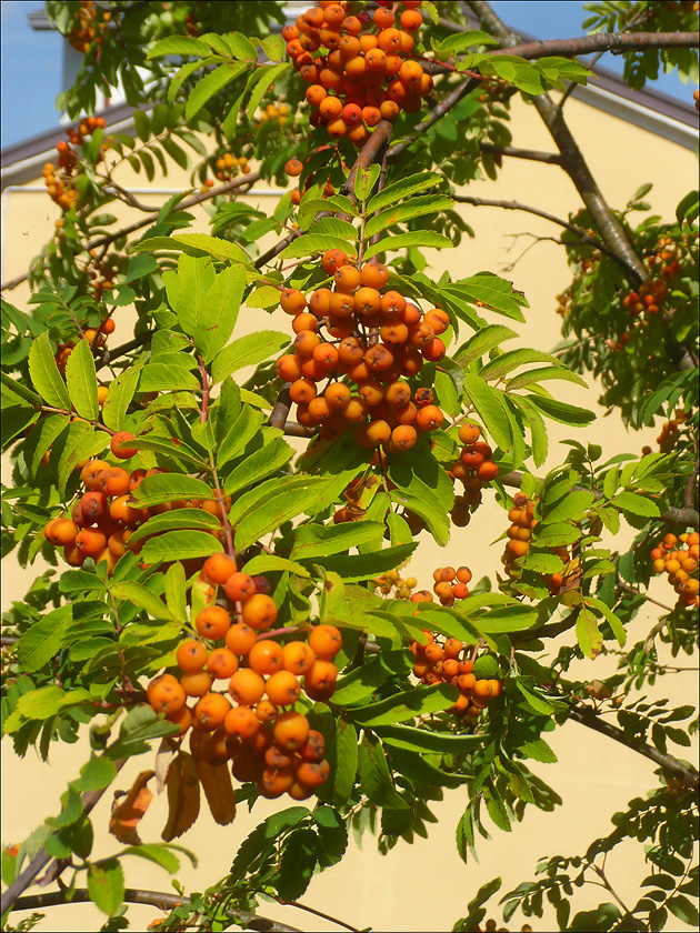 Image of Sorbus aucuparia specimen.