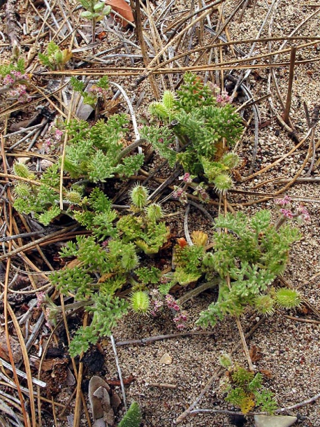 Изображение особи Pseudorlaya pumila.