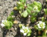 View full-size image Cerastium semidecandrum
