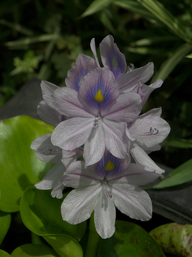 Image of Eichhornia crassipes specimen.