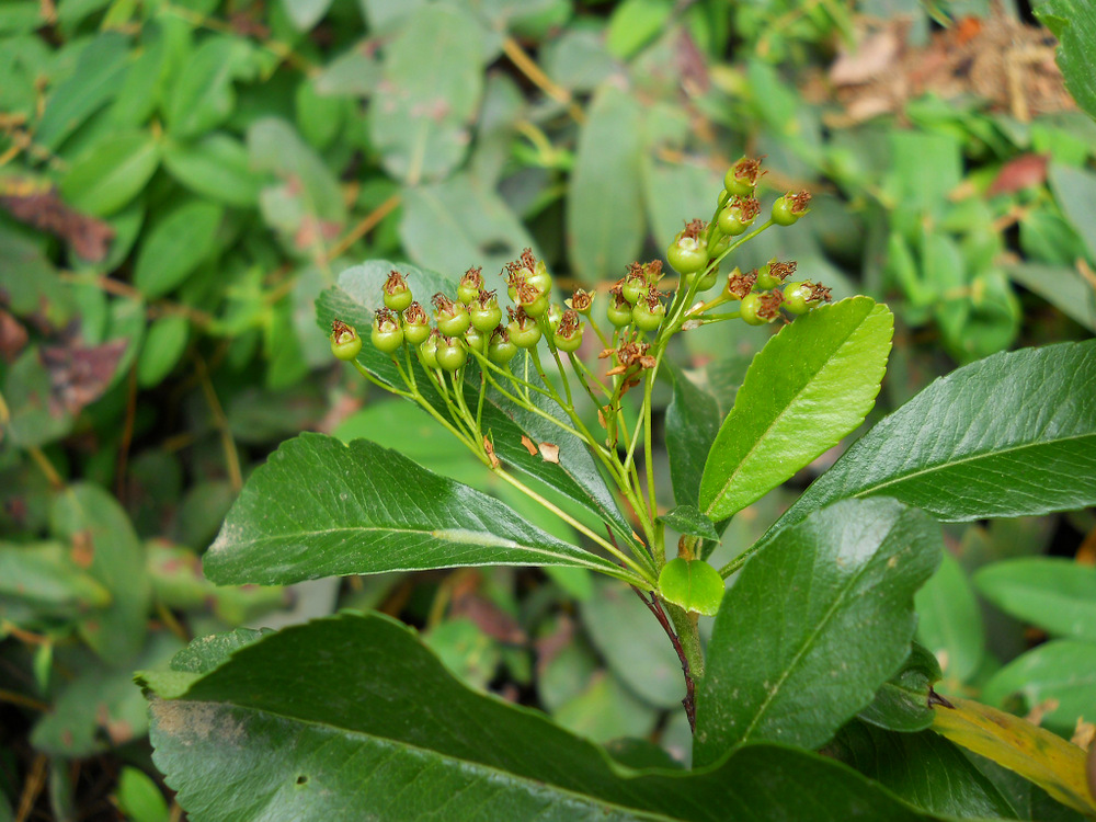 Image of genus Pyracantha specimen.